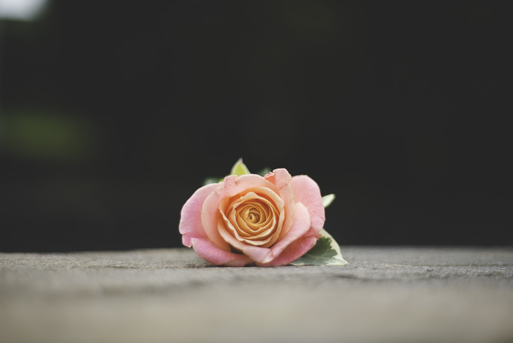 Georgina Brewster Photography