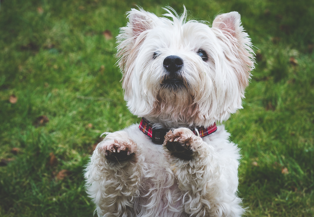 Coakes dogs-16.jpg Coakes dogs-16.jpg