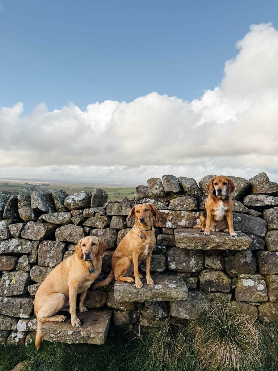 Three dogs sitting on a stone wall in a rural landscape